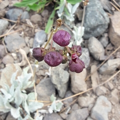 Calceolaria arachnoidea