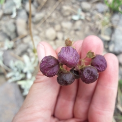 Calceolaria arachnoidea