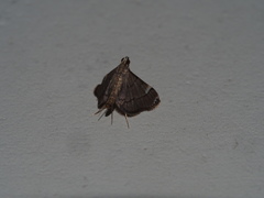 Cangetta hartoghialis