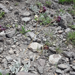 Calceolaria arachnoidea
