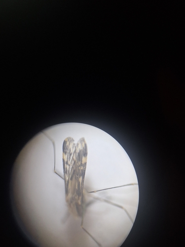 Unknown species found near Valley Station, KY 40272, USA