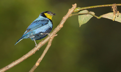 Silver-Backed Tanager photo 4