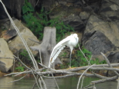 Egretta thula