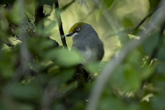 Slaty Vireo photo 4