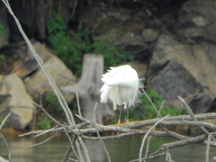 Egretta thula