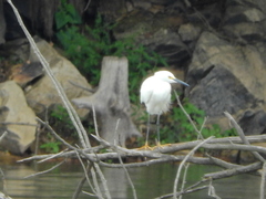 Egretta thula
