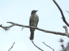 Empidonomus varius