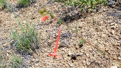 Ipomopsis aggregata collina