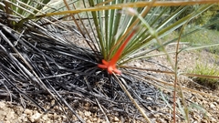 Ipomopsis aggregata collina