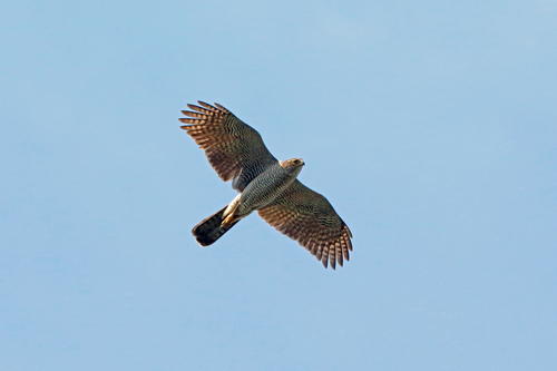 Henst's Goshawk (Astur henstii), photo 6