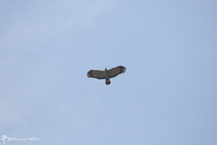 Polyboroides typus typus