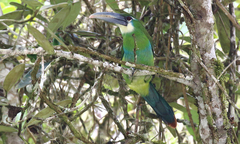 Aulacorhynchus coeruleicinctis