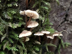 Micromphale arbuticola