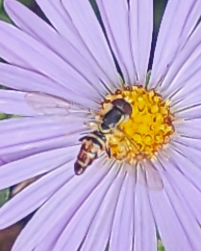 Unknown species found near Hwy 179 @ Runge Nature Park, Jefferson City, MO 65109, USA
