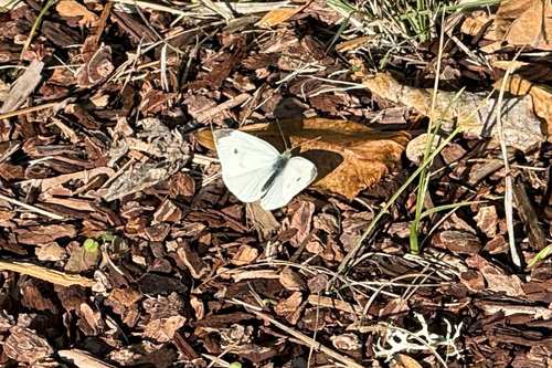 Cabbage white