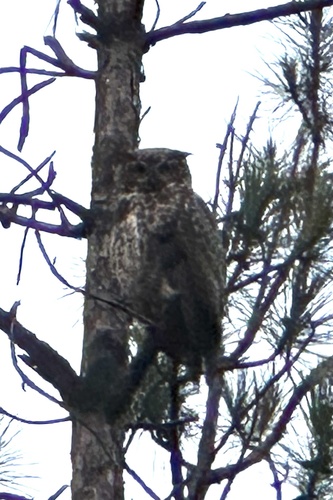 View observation of {o.common_name} on iNaturalist