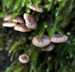 Micromphale arbuticola