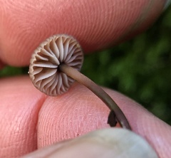 Micromphale arbuticola