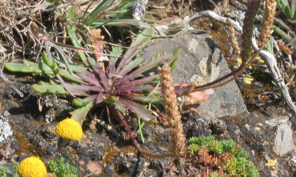 Buck's-horn Plantain