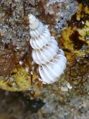 Epitoniidae