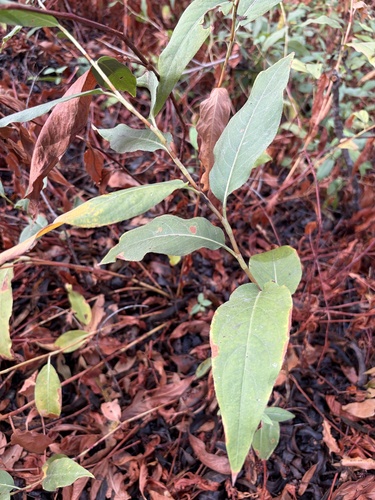 iNaturalist observation photo of water smartweed