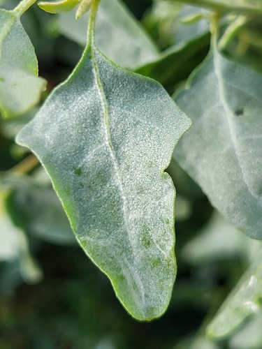 iNaturalist observation photo of big saltbush