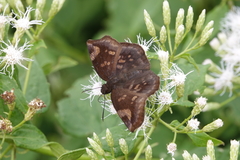 Eantis papinianus