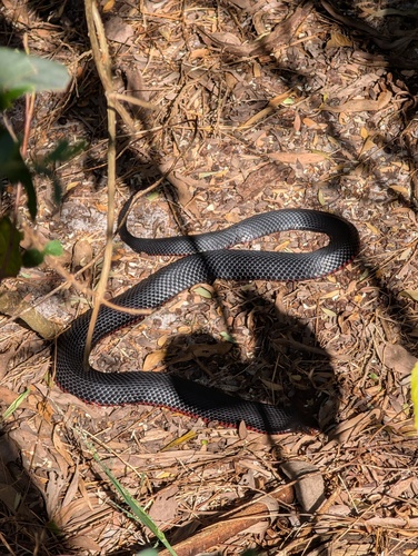 Red-bellied Black Snake sighting