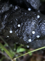 Cestoda