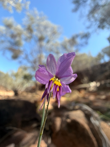 Desert Chocolate Lily (Arthropodium sejunctum)
