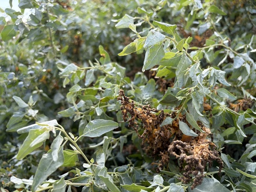 iNaturalist observation photo of big saltbush