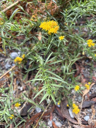 iNaturalist observation photo of western goldenrod