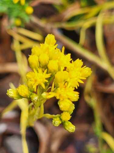 iNaturalist observation photo of western goldenrod