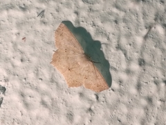 Sabulodes