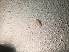 Sabulodes