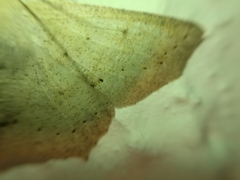 Sabulodes