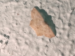 Sabulodes