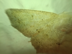 Sabulodes