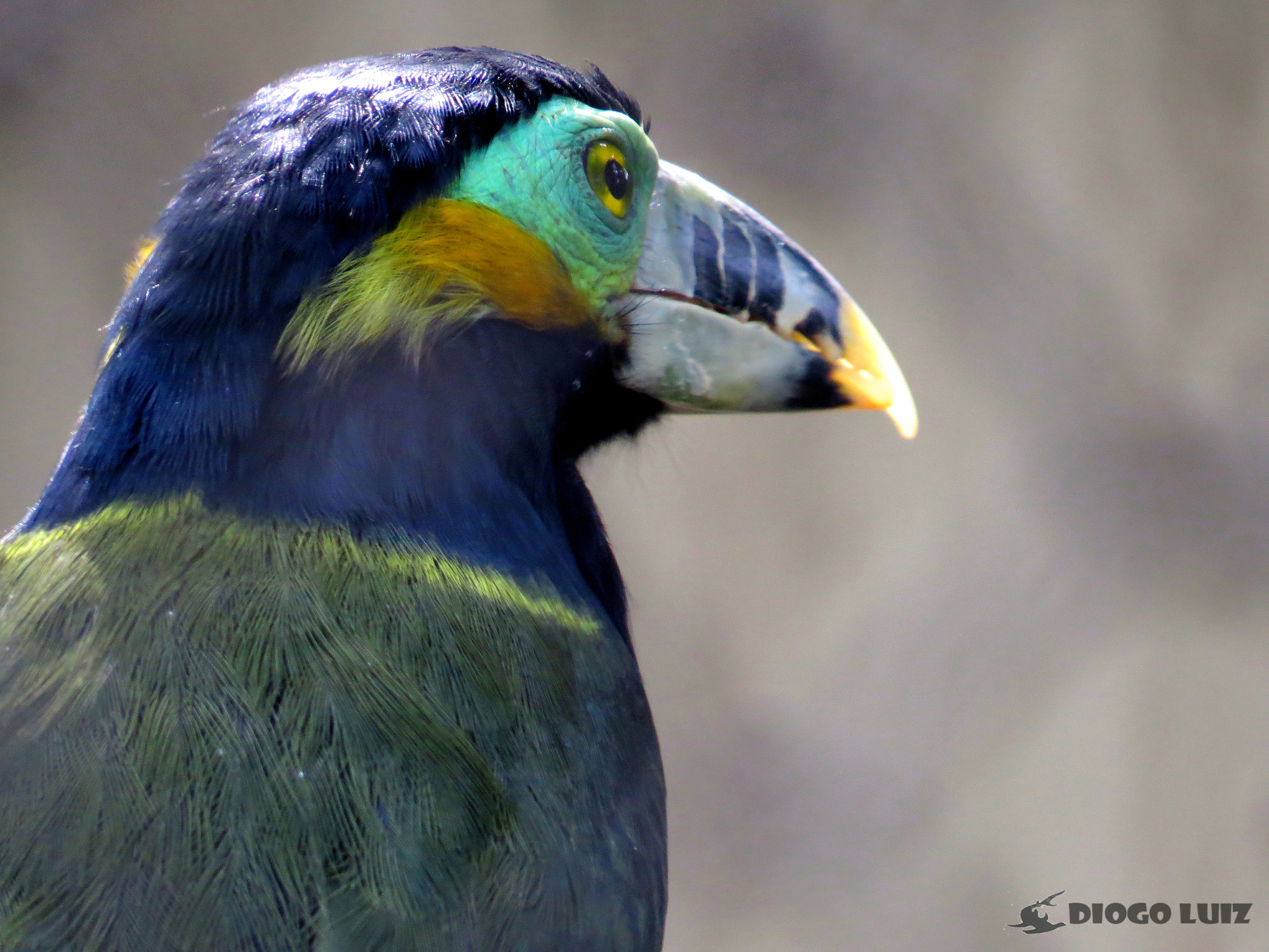 Spot-billed Toucanet (Selenidera maculirostris)