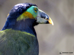 Selenidera maculirostris