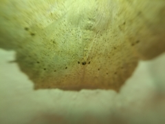Sabulodes