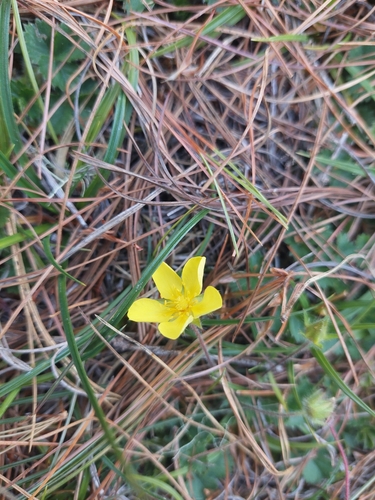 High mountain cinquefoil (Potentilla matsumurae)