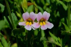 Erythranthe erubescens