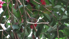 Ramphocaenus melanurus