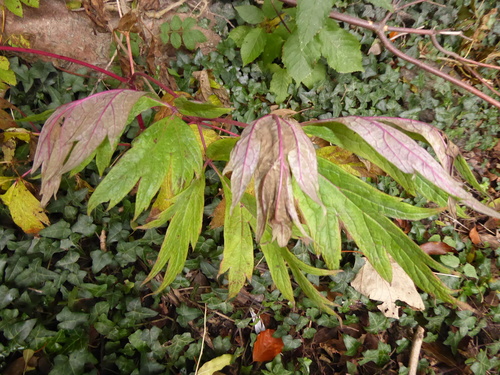 Paeonia × suffruticosa, photograph 4