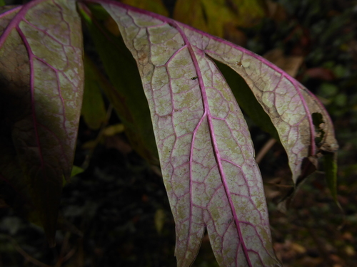Paeonia × suffruticosa, photograph 2