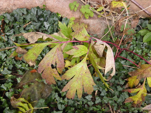Paeonia × suffruticosa, photograph 3