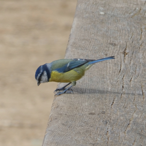 Avistamiento Cyanistes caeruleus