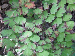 Adiantum braunii