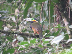 Selenidera maculirostris